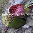 anthurium, amaranthus, water ara, hydrangea, aspidistra leaves 