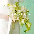 anturium, cymbidium orchids, water ara 