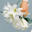 Casablanca lilies, feathery